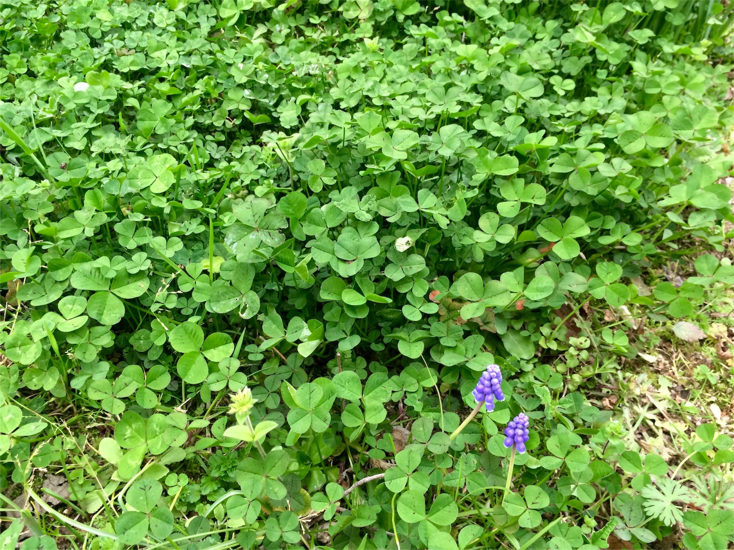 f:id:m-hatch:20160329222141j:image f:id:m-hatch:20160329222141j:image