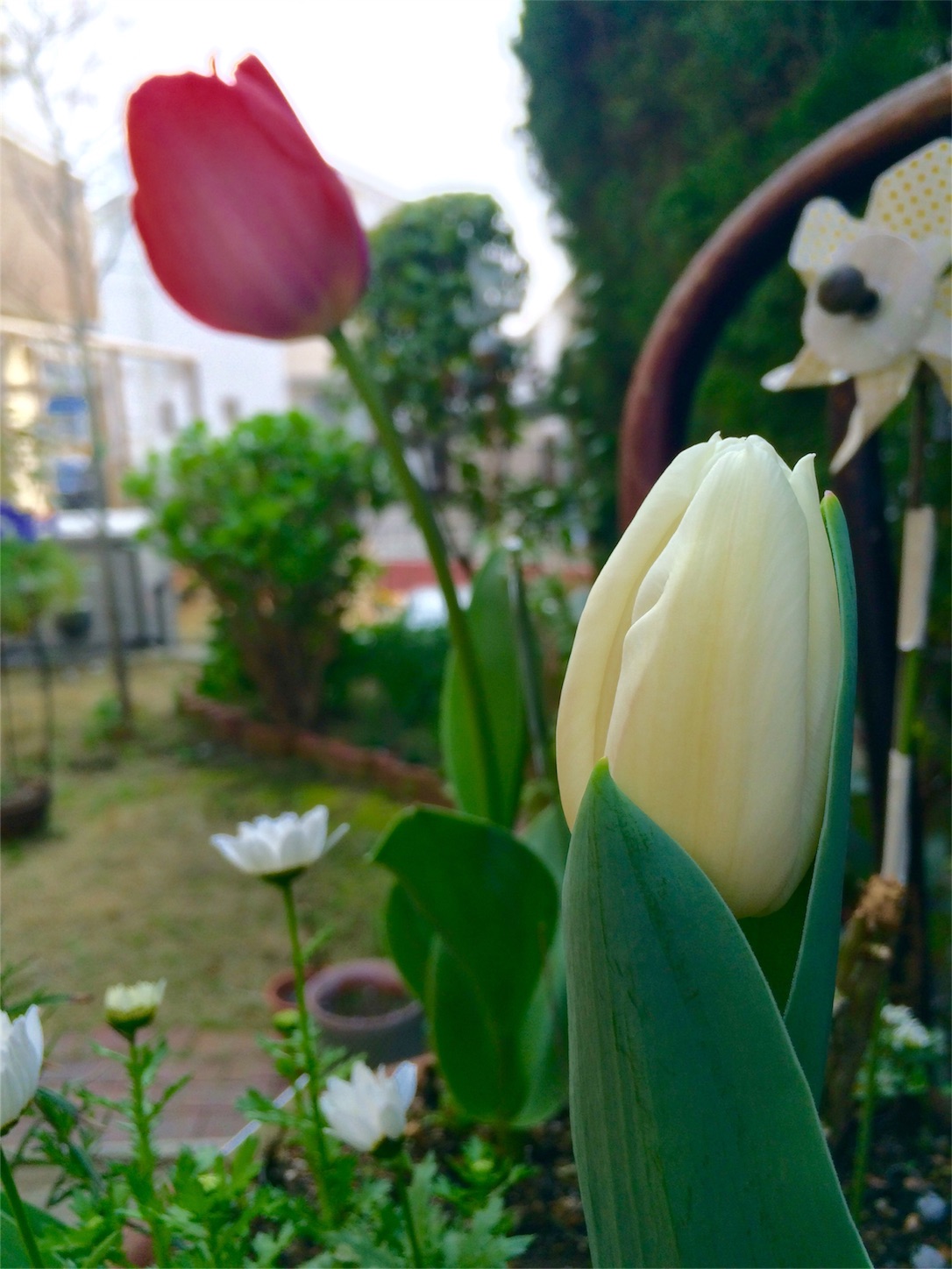 f:id:m-hatch:20160331203925j:image f:id:m-hatch:20160331203925j:image