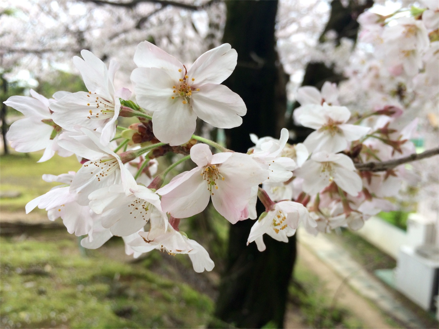 f:id:m-hatch:20160401220623j:image f:id:m-hatch:20160401220623j:image