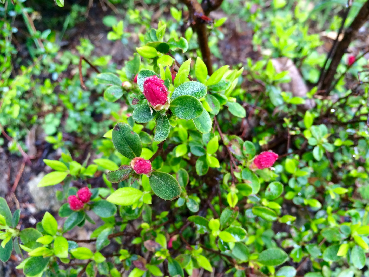 f:id:m-hatch:20160401220815j:image f:id:m-hatch:20160401220815j:image