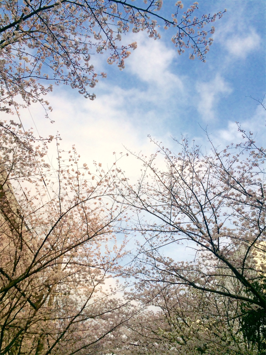 f:id:m-hatch:20160401223807j:image f:id:m-hatch:20160401223807j:image