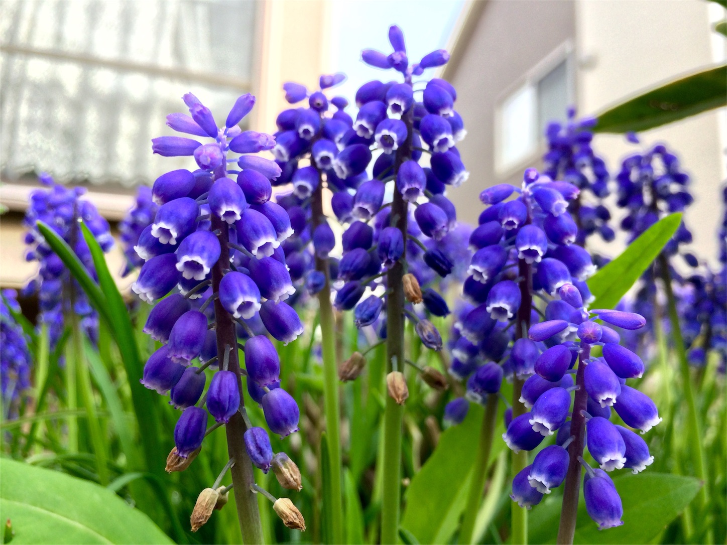 f:id:m-hatch:20160402220933j:image f:id:m-hatch:20160402220933j:image