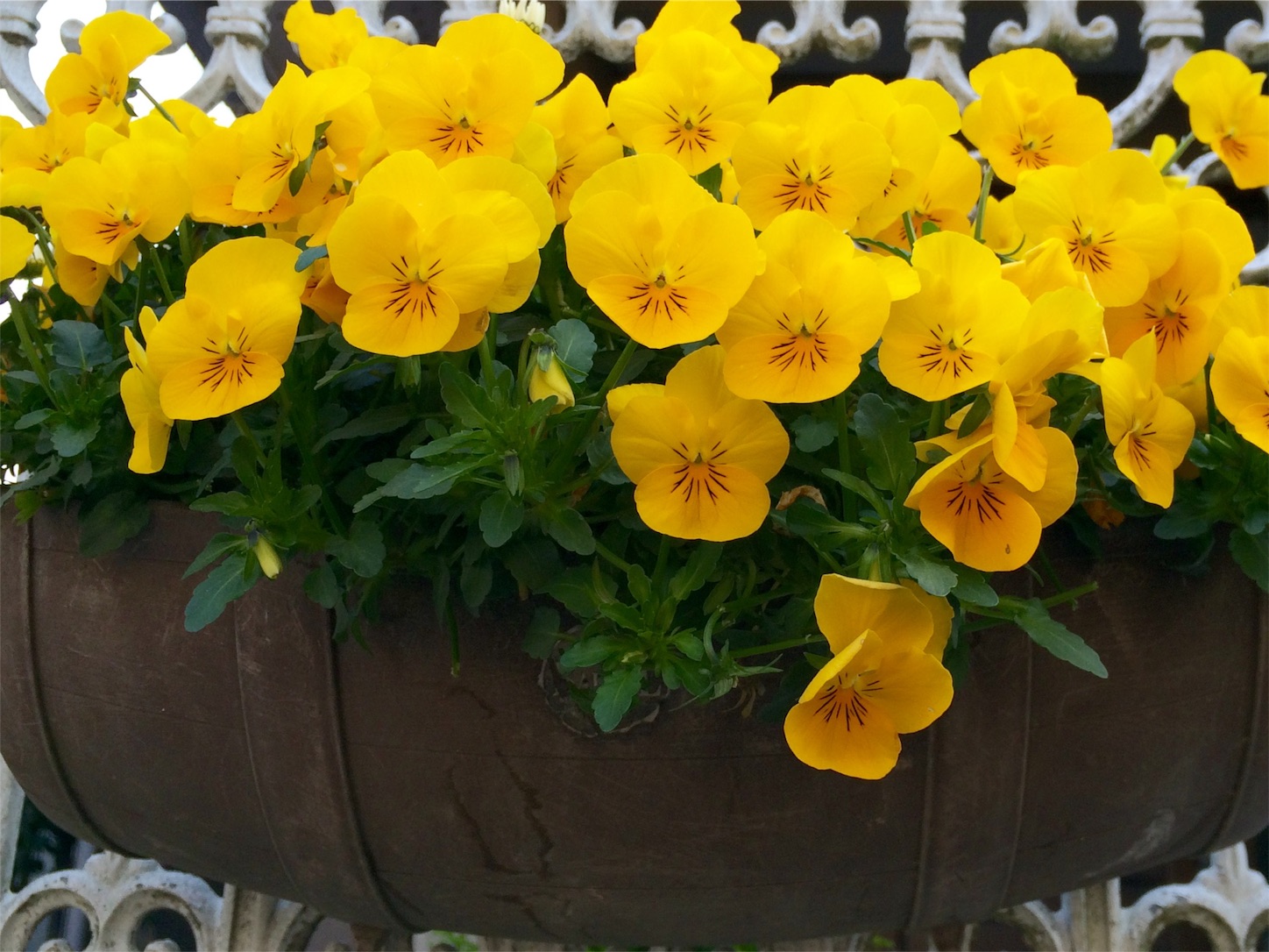 f:id:m-hatch:20160402221750j:image f:id:m-hatch:20160402221750j:image