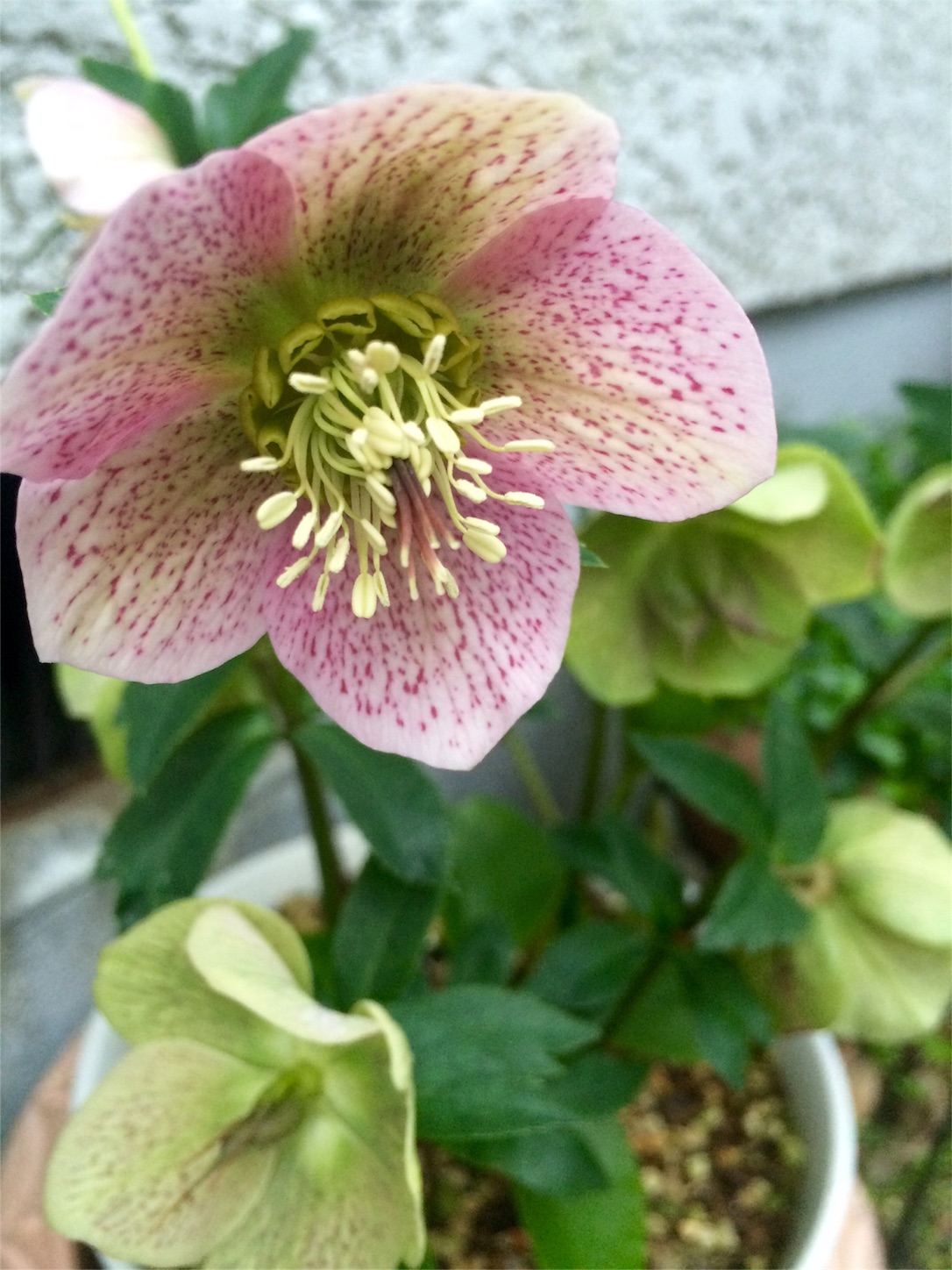 f:id:m-hatch:20160404001941j:image f:id:m-hatch:20160404001941j:image