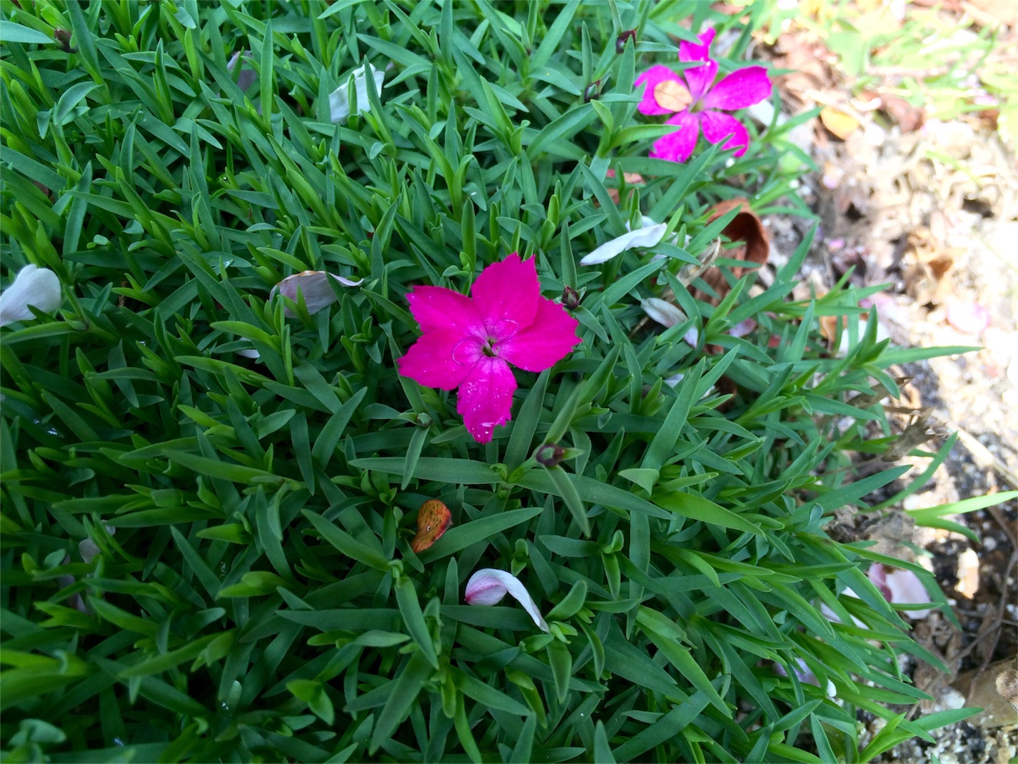 f:id:m-hatch:20160406213806j:image f:id:m-hatch:20160406213806j:image