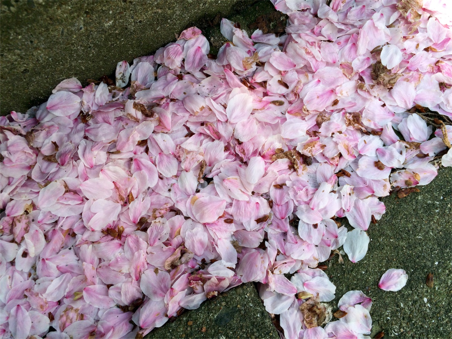 f:id:m-hatch:20160406213834j:image f:id:m-hatch:20160406213834j:image