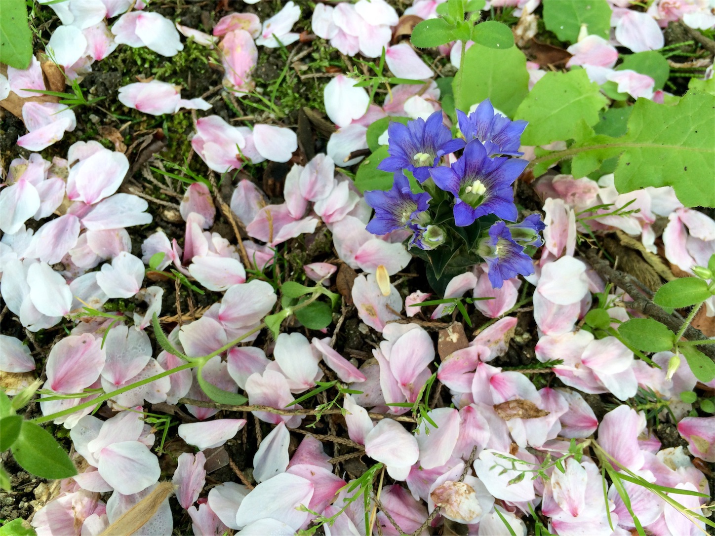 f:id:m-hatch:20160406213918j:image f:id:m-hatch:20160406213918j:image