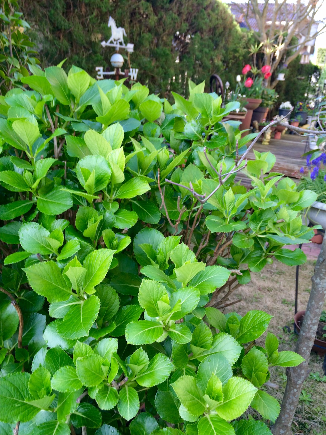 f:id:m-hatch:20160407230334j:image f:id:m-hatch:20160407230334j:image