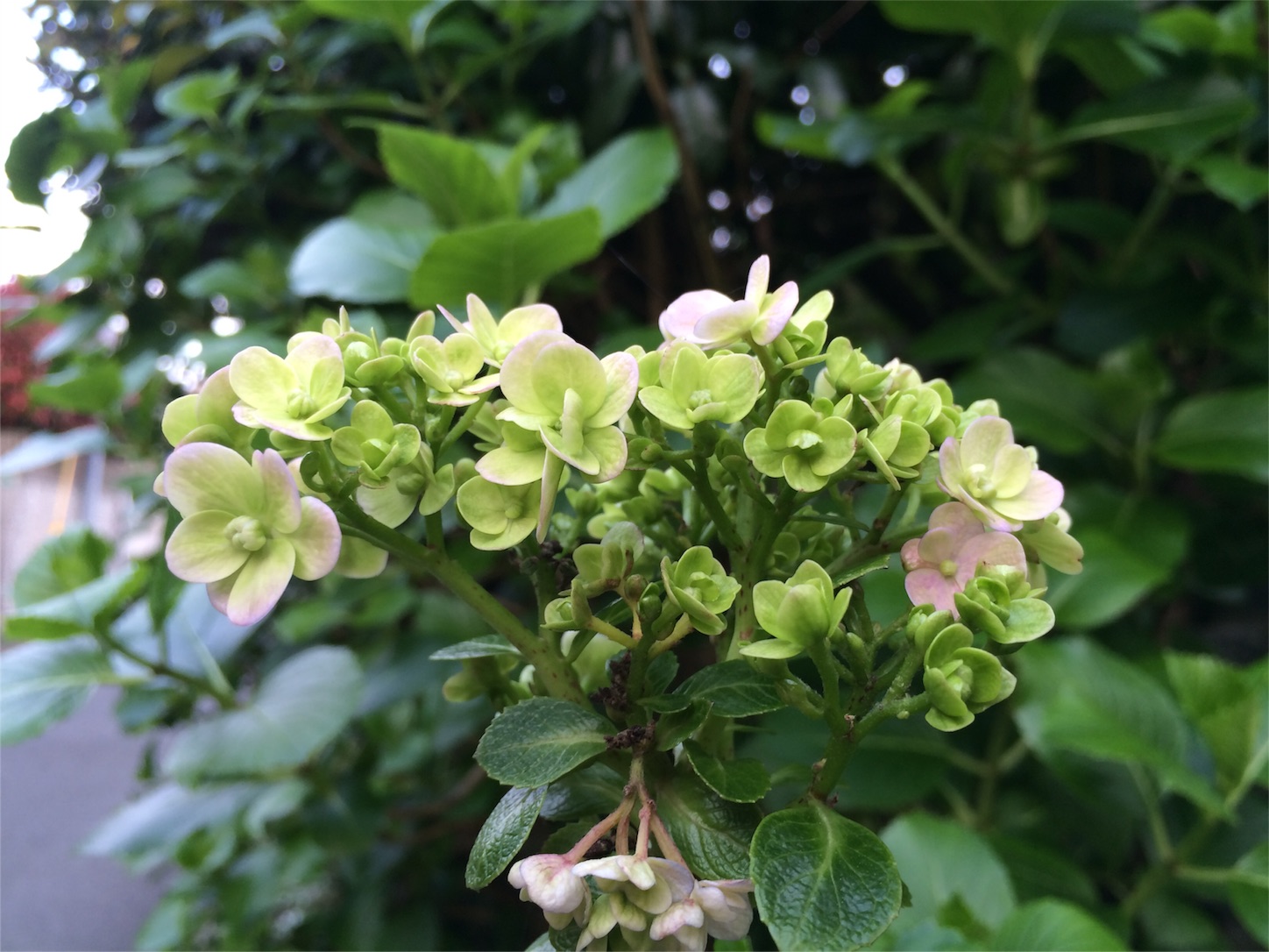 f:id:m-hatch:20160409222527j:image f:id:m-hatch:20160409222527j:image