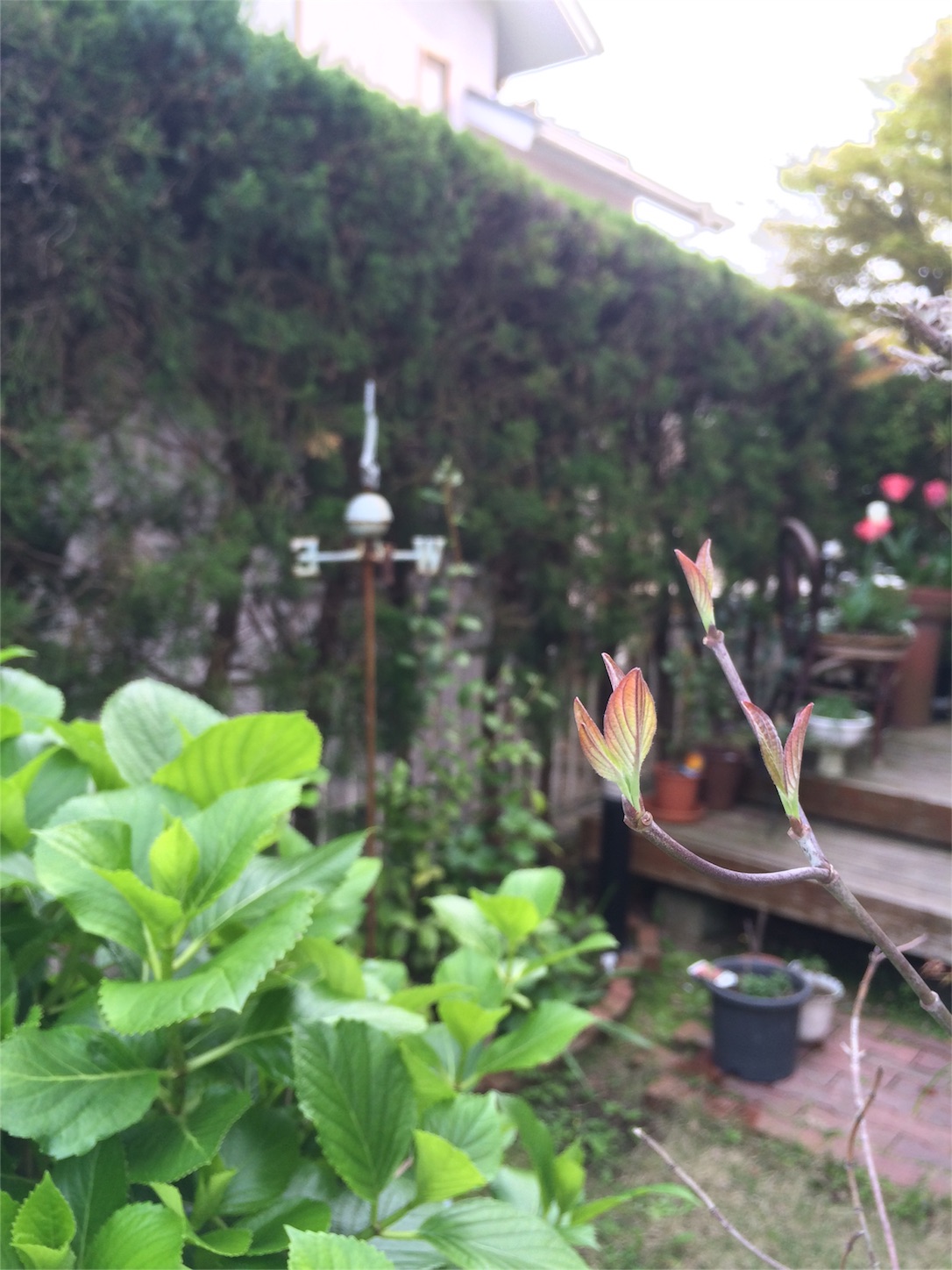 f:id:m-hatch:20160410220832j:image f:id:m-hatch:20160410220832j:image