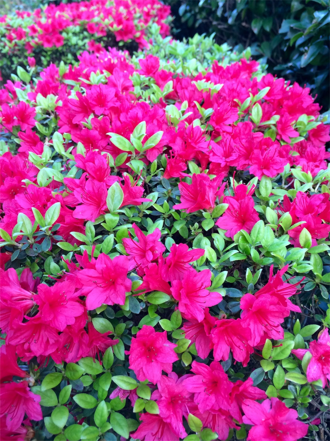 f:id:m-hatch:20160414220606j:image f:id:m-hatch:20160414220606j:image
