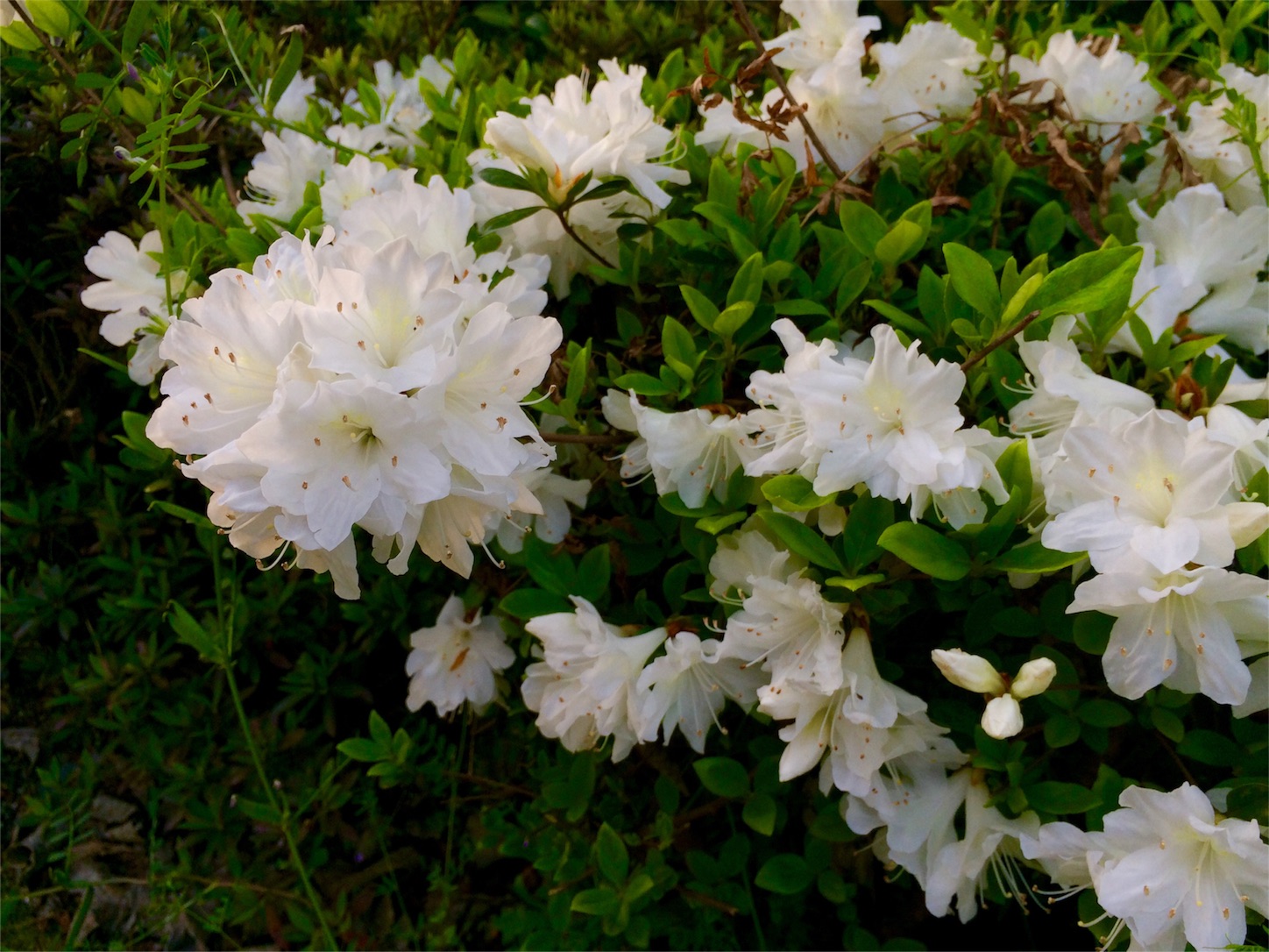 f:id:m-hatch:20160414222016j:image f:id:m-hatch:20160414222016j:image