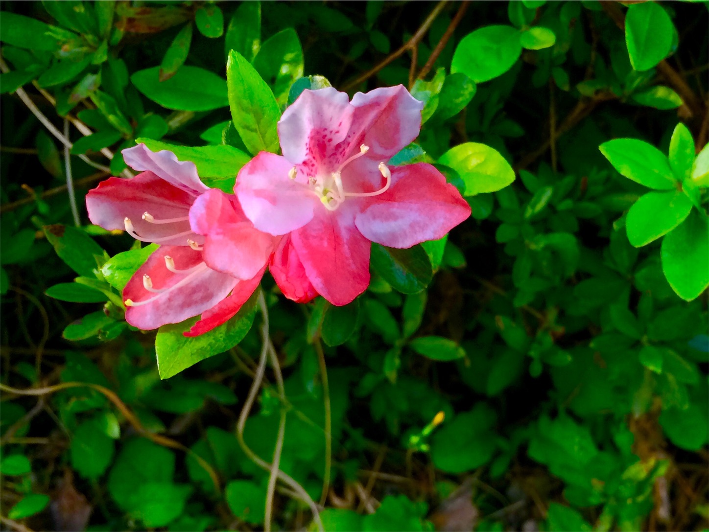 f:id:m-hatch:20160414222211j:image f:id:m-hatch:20160414222211j:image
