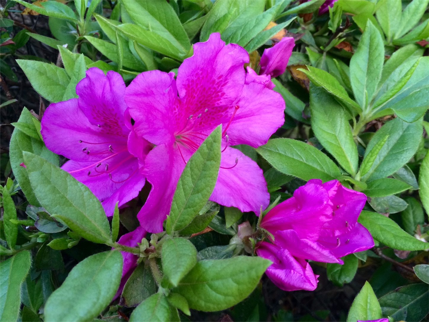 f:id:m-hatch:20160414223206j:image f:id:m-hatch:20160414223206j:image