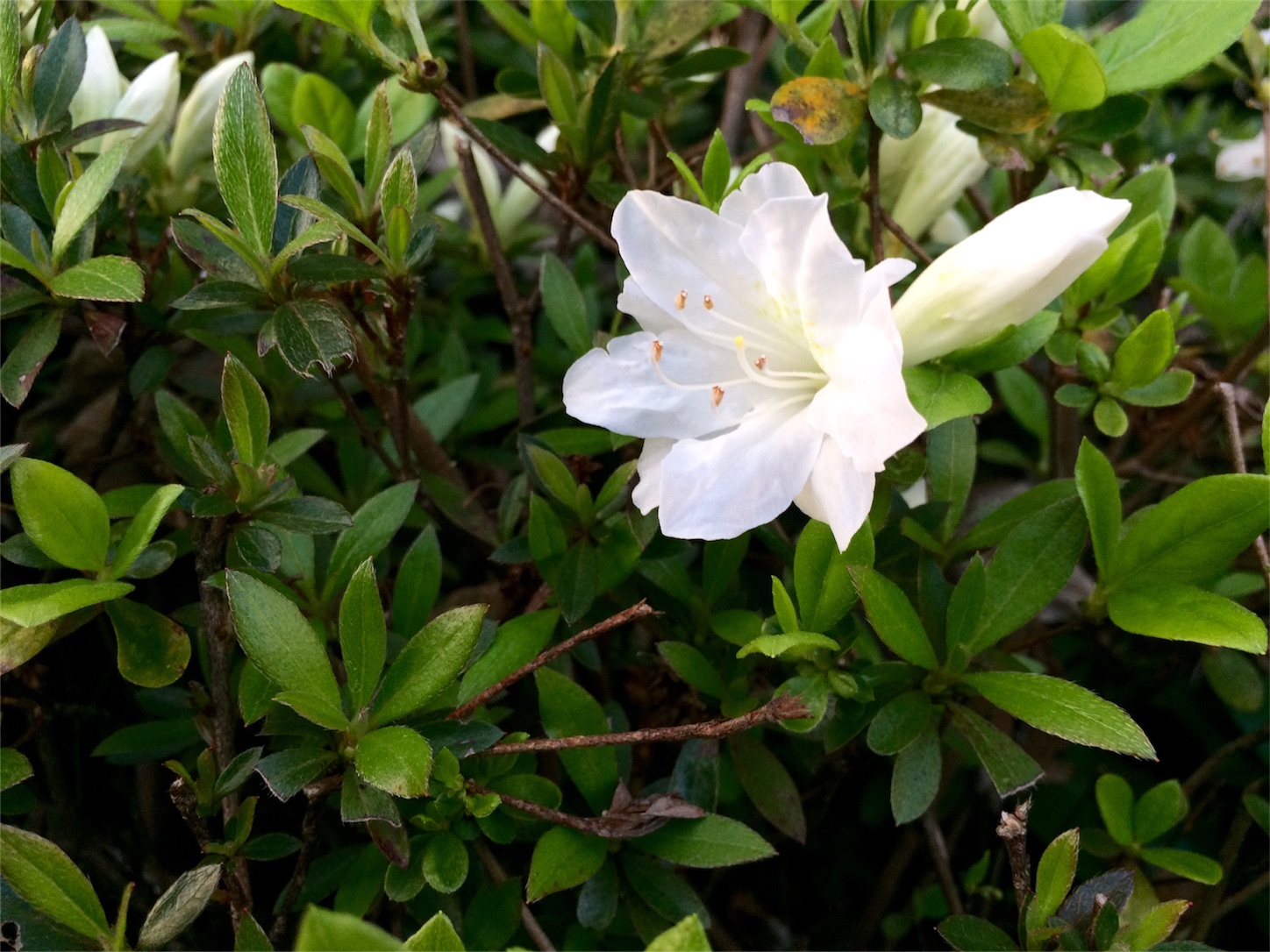 f:id:m-hatch:20160414223616j:image f:id:m-hatch:20160414223616j:image