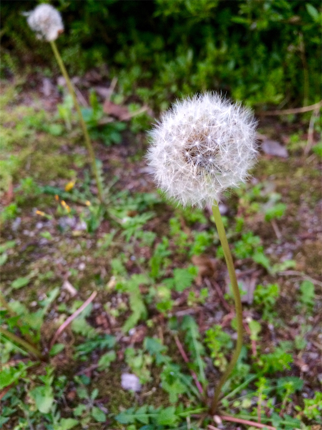 f:id:m-hatch:20160415225952j:image f:id:m-hatch:20160415225952j:image