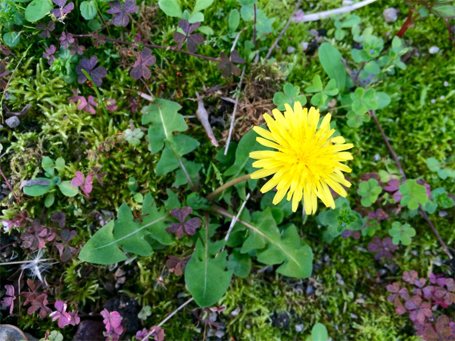 f:id:m-hatch:20160415230417j:image f:id:m-hatch:20160415230417j:image