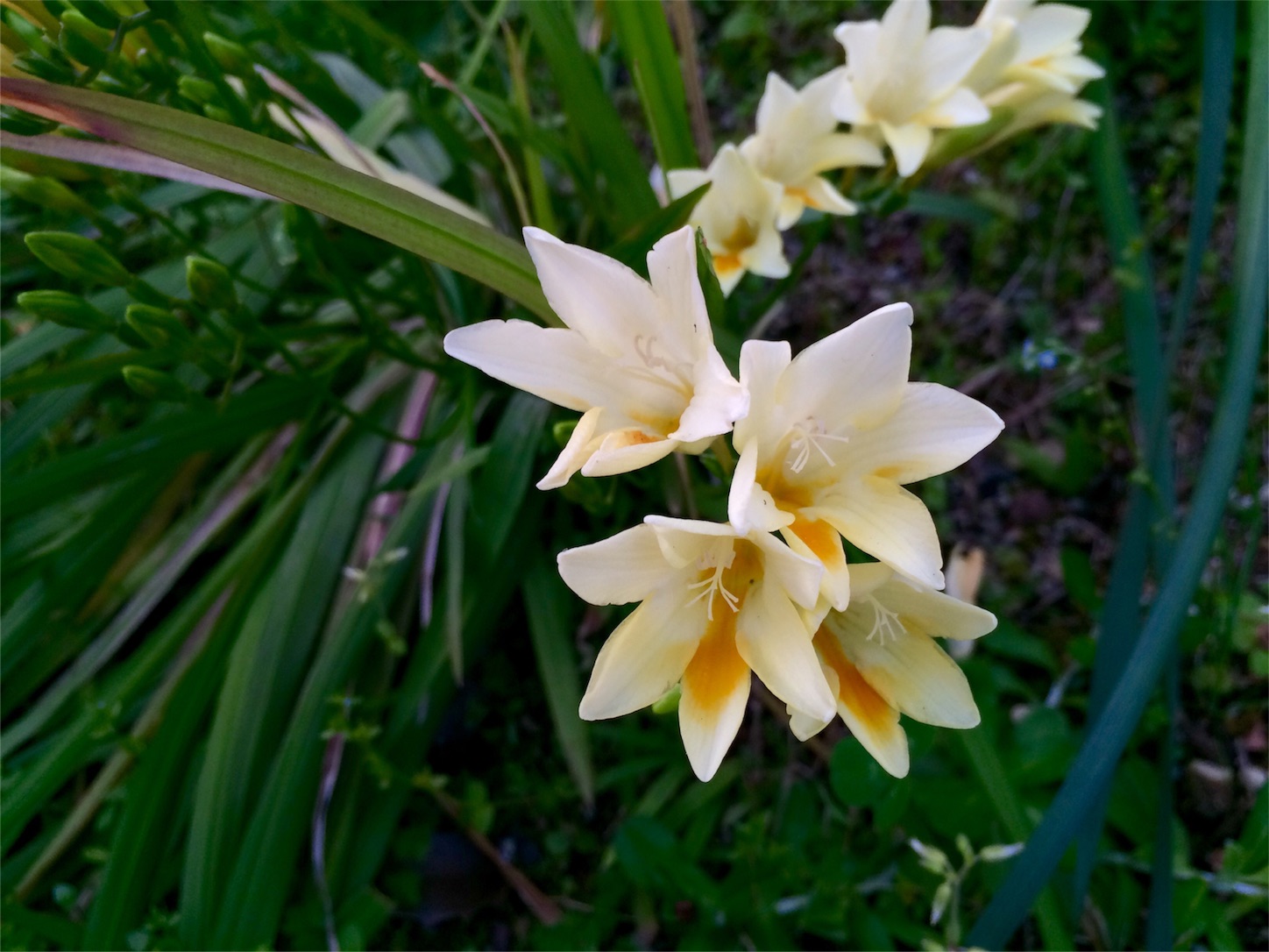 f:id:m-hatch:20160415230648j:image f:id:m-hatch:20160415230648j:image
