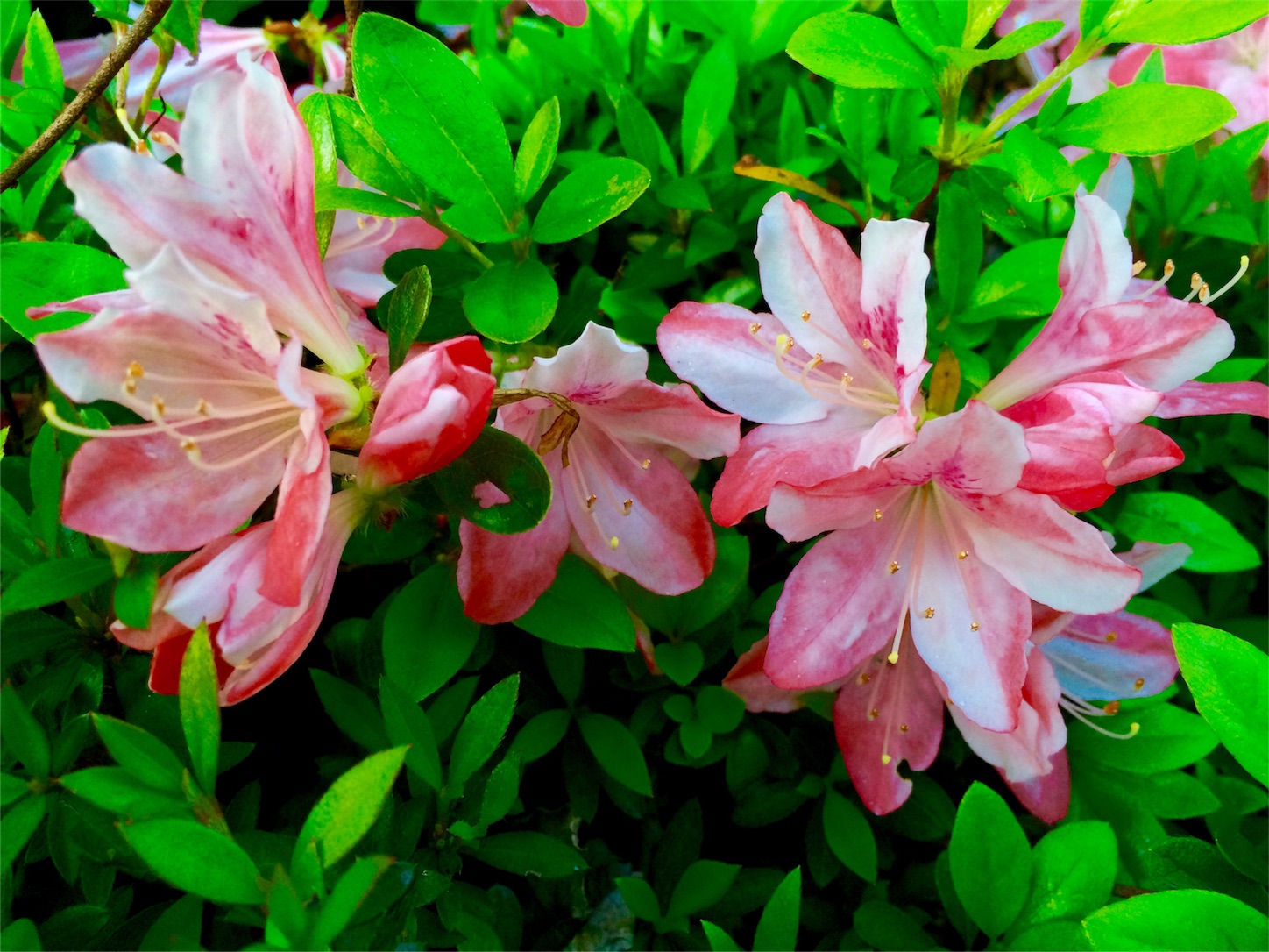 f:id:m-hatch:20160415230805j:image f:id:m-hatch:20160415230805j:image