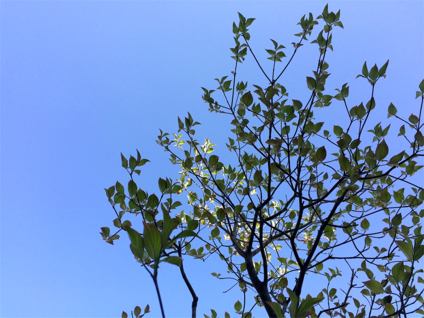 f:id:m-hatch:20160417230448j:image f:id:m-hatch:20160417230448j:image