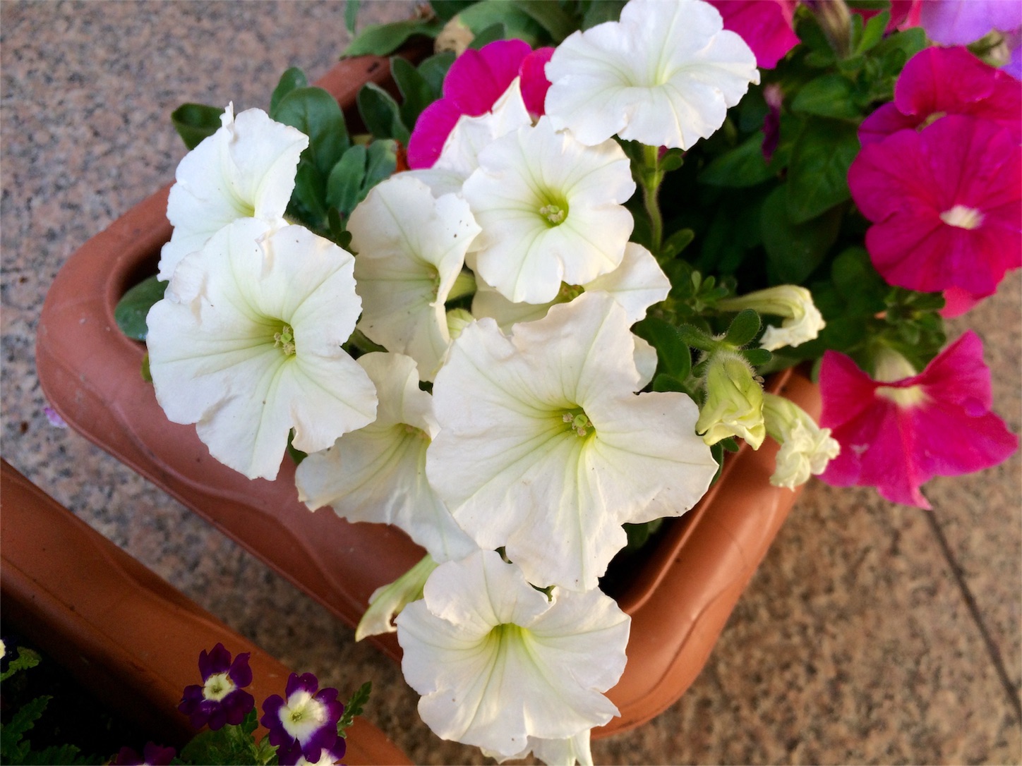 f:id:m-hatch:20160418001448j:image f:id:m-hatch:20160418001448j:image