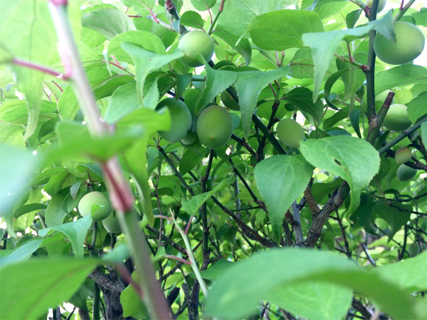 f:id:m-hatch:20160419215829j:image f:id:m-hatch:20160419215829j:image