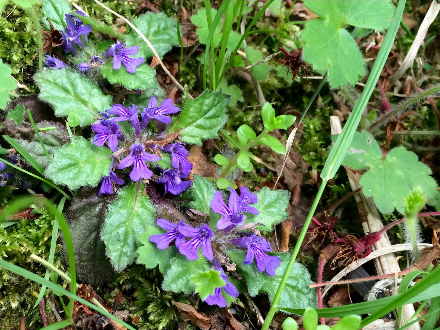 f:id:m-hatch:20160419220910j:image f:id:m-hatch:20160419220910j:image