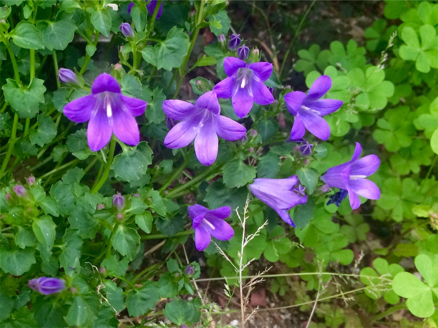 f:id:m-hatch:20160421213327j:image f:id:m-hatch:20160421213327j:image