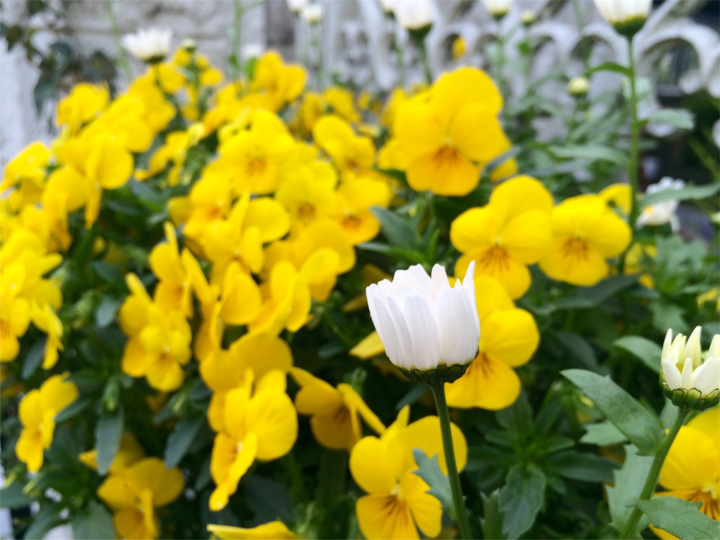 f:id:m-hatch:20160421214146j:image f:id:m-hatch:20160421214146j:image