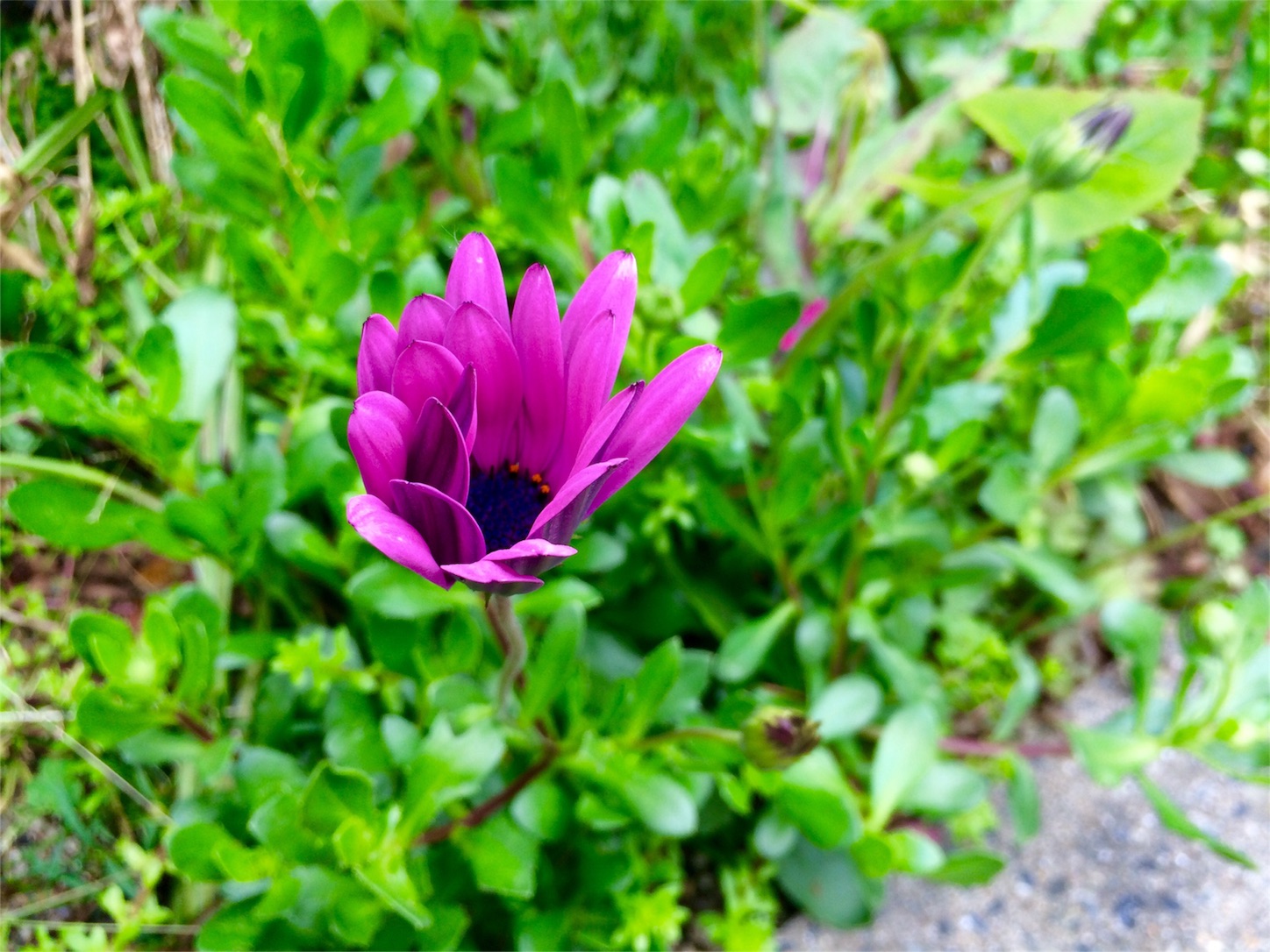 f:id:m-hatch:20160422220717j:image f:id:m-hatch:20160422220717j:image