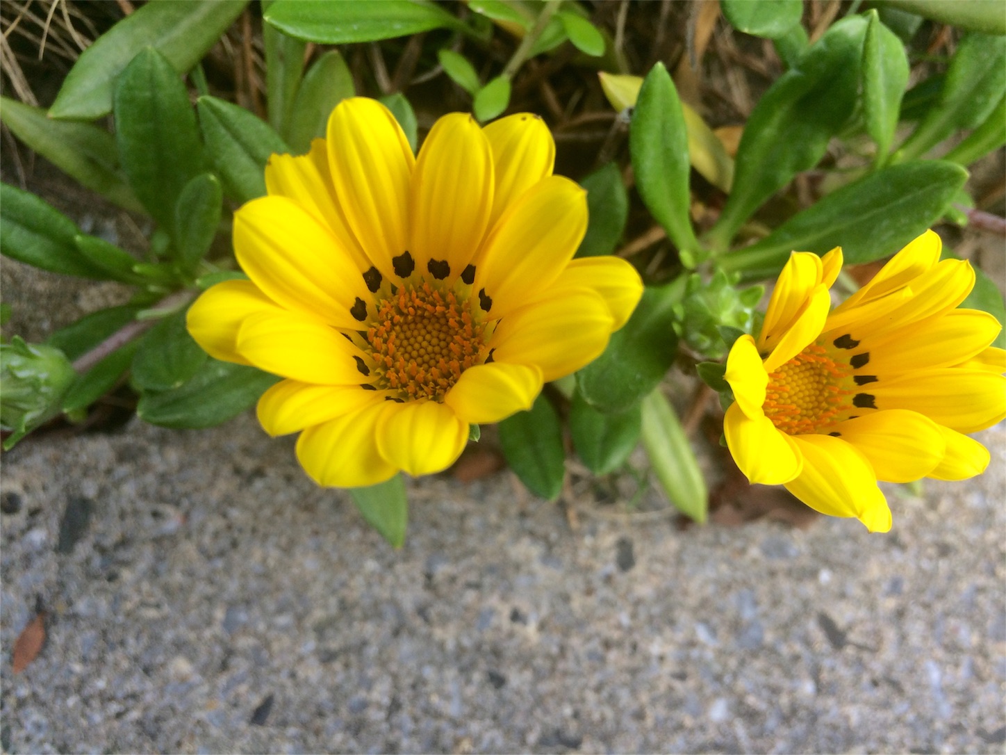 f:id:m-hatch:20160422221110j:image f:id:m-hatch:20160422221110j:image