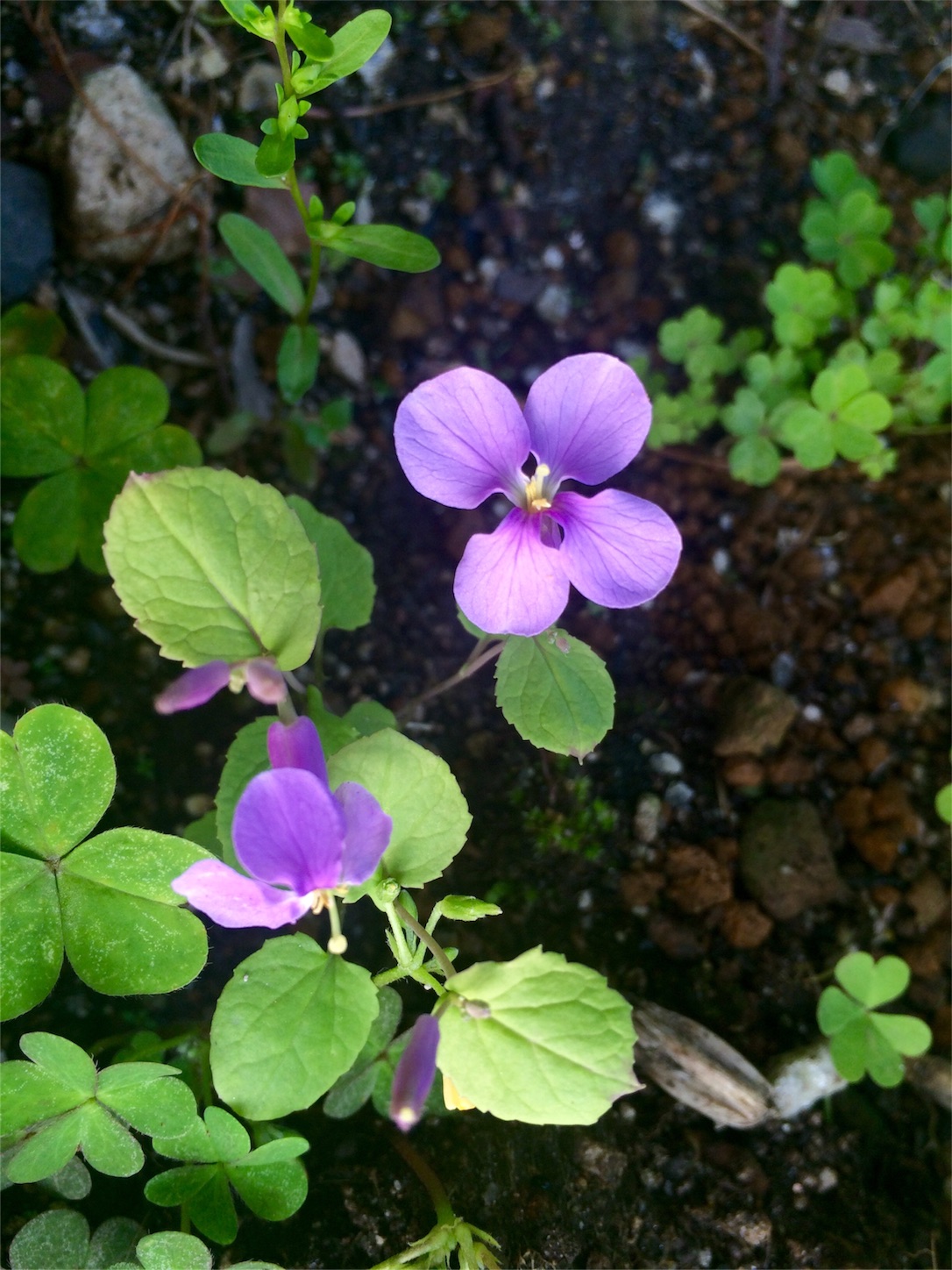 f:id:m-hatch:20160422221155j:image f:id:m-hatch:20160422221155j:image