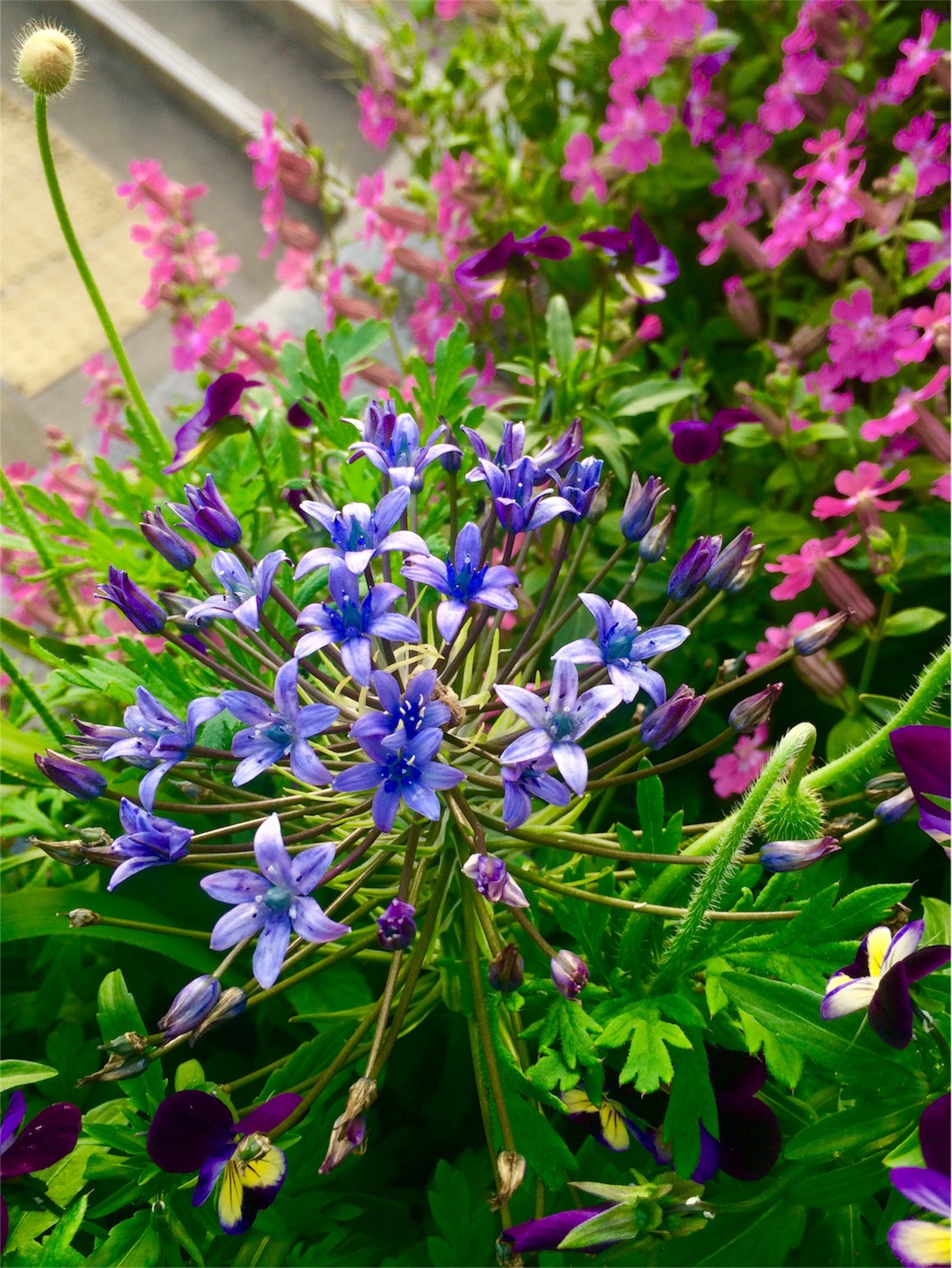 f:id:m-hatch:20160422221459j:image f:id:m-hatch:20160422221459j:image