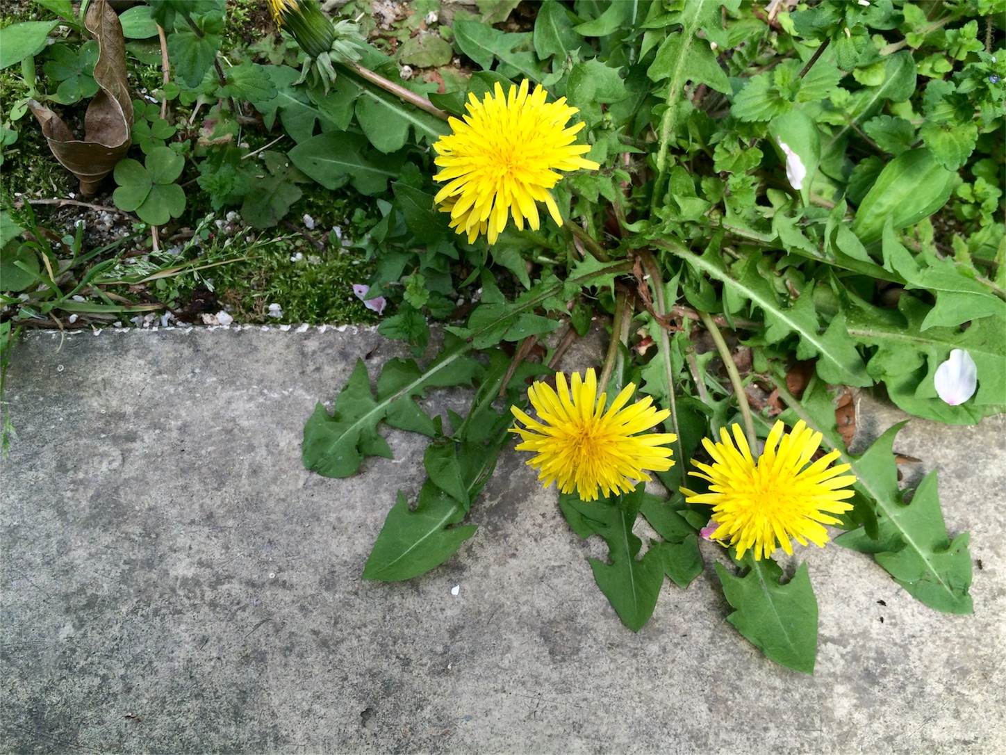 f:id:m-hatch:20160423224500j:image f:id:m-hatch:20160423224500j:image