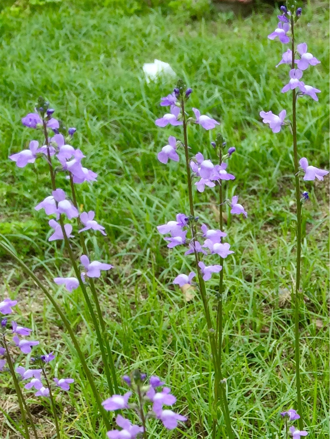 f:id:m-hatch:20160424015235j:image f:id:m-hatch:20160424015235j:image