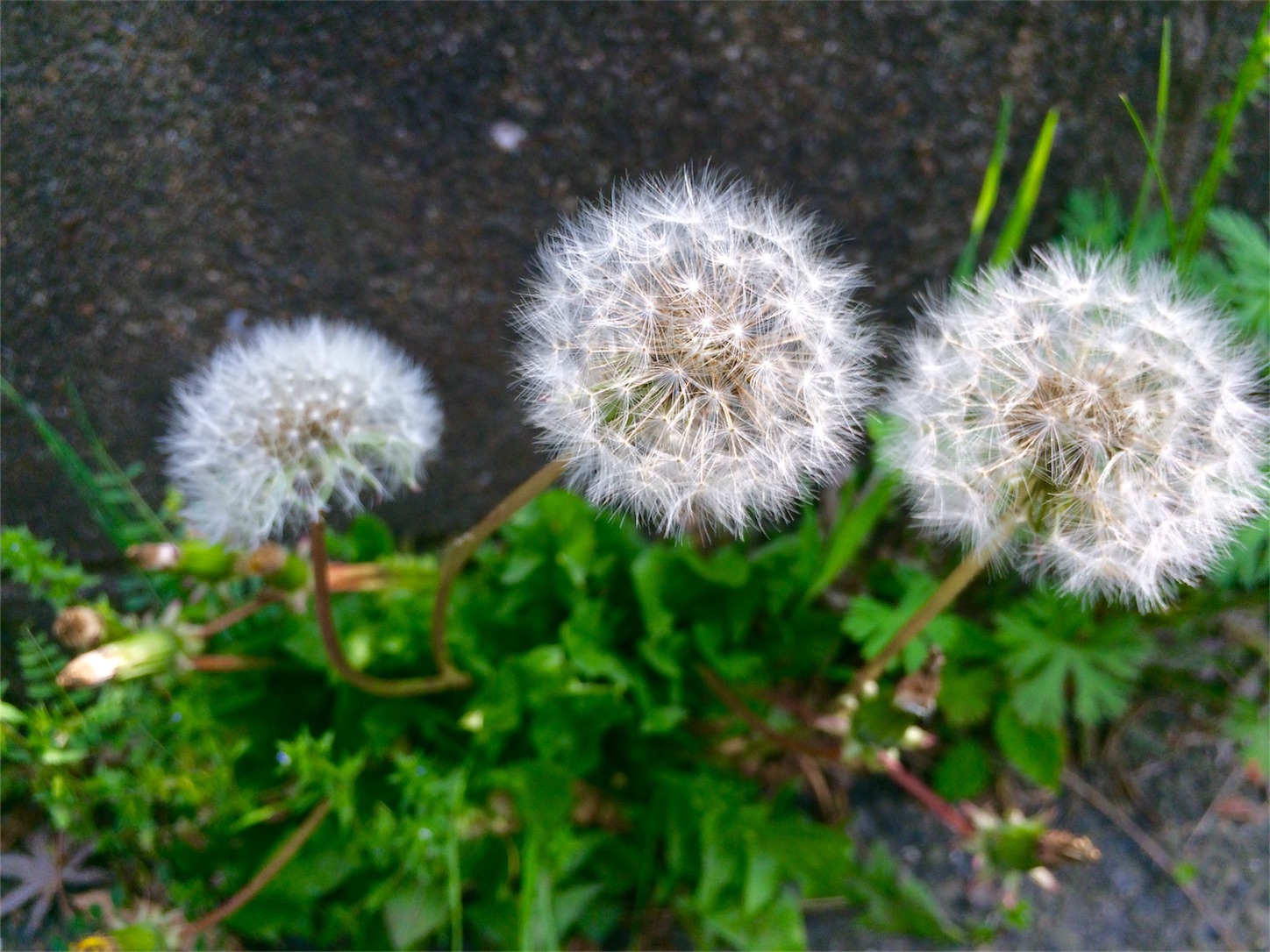 f:id:m-hatch:20160424223419j:image f:id:m-hatch:20160424223419j:image