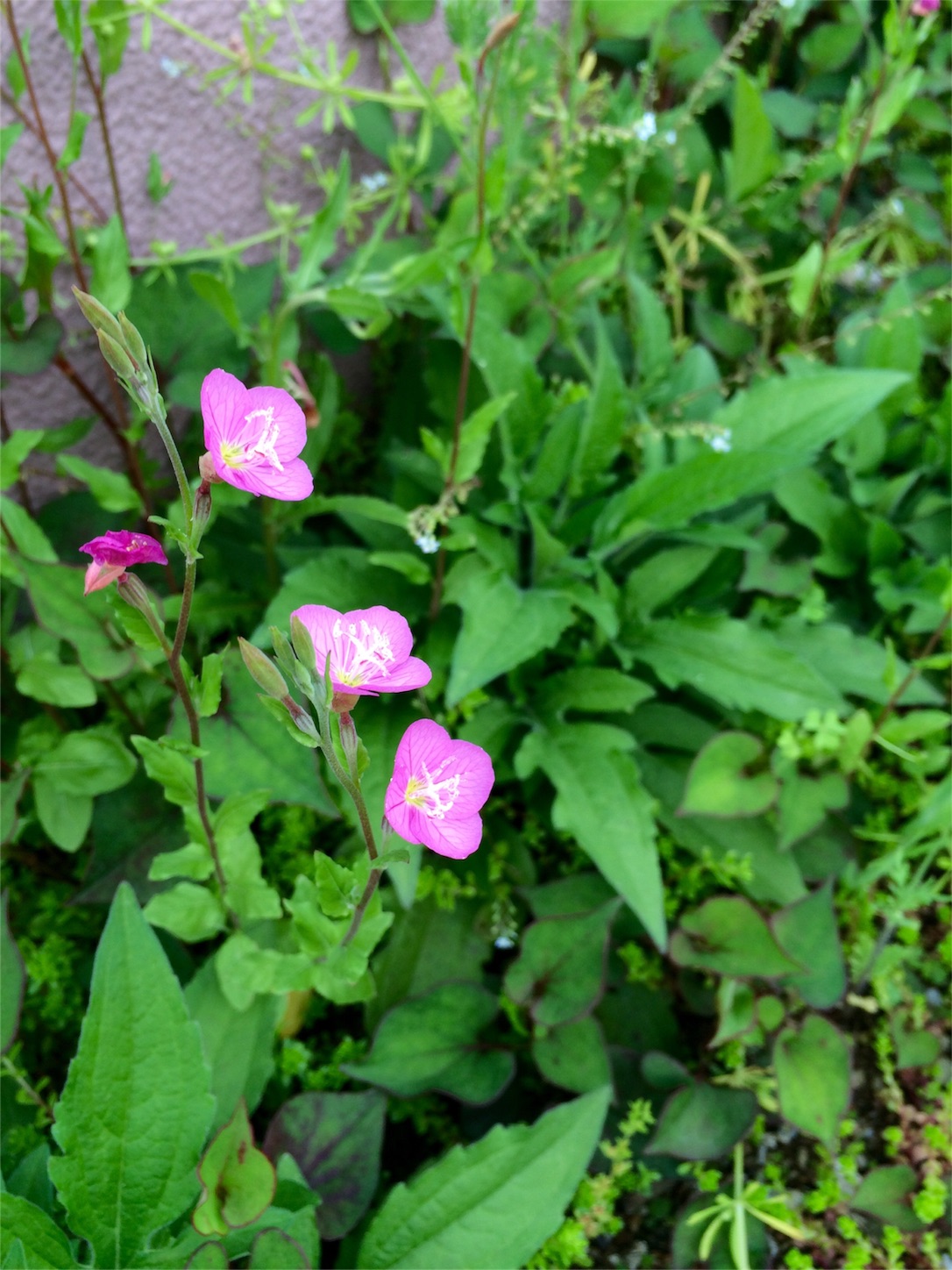 f:id:m-hatch:20160424223443j:image f:id:m-hatch:20160424223443j:image