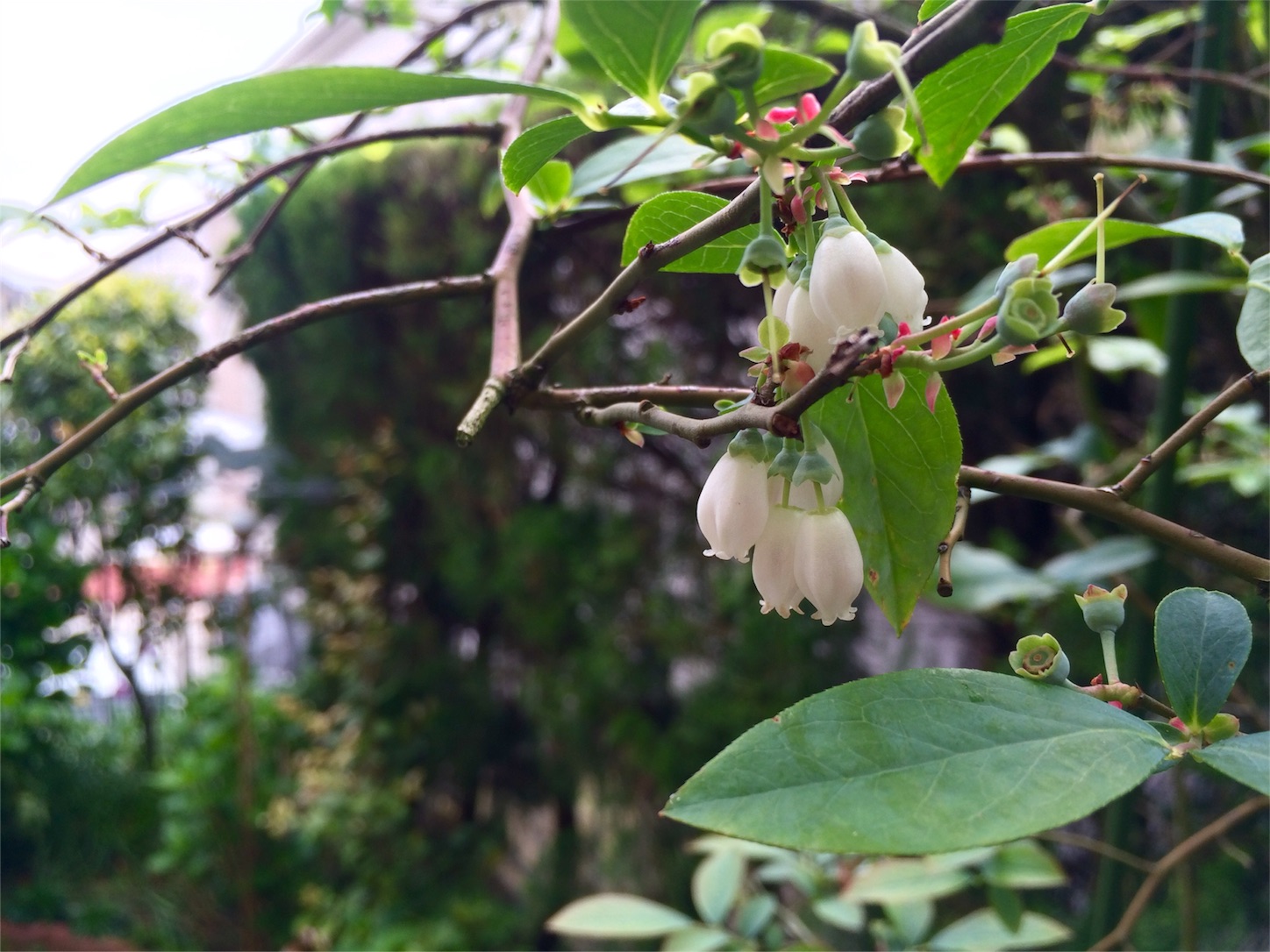 f:id:m-hatch:20160426223506j:image f:id:m-hatch:20160426223506j:image