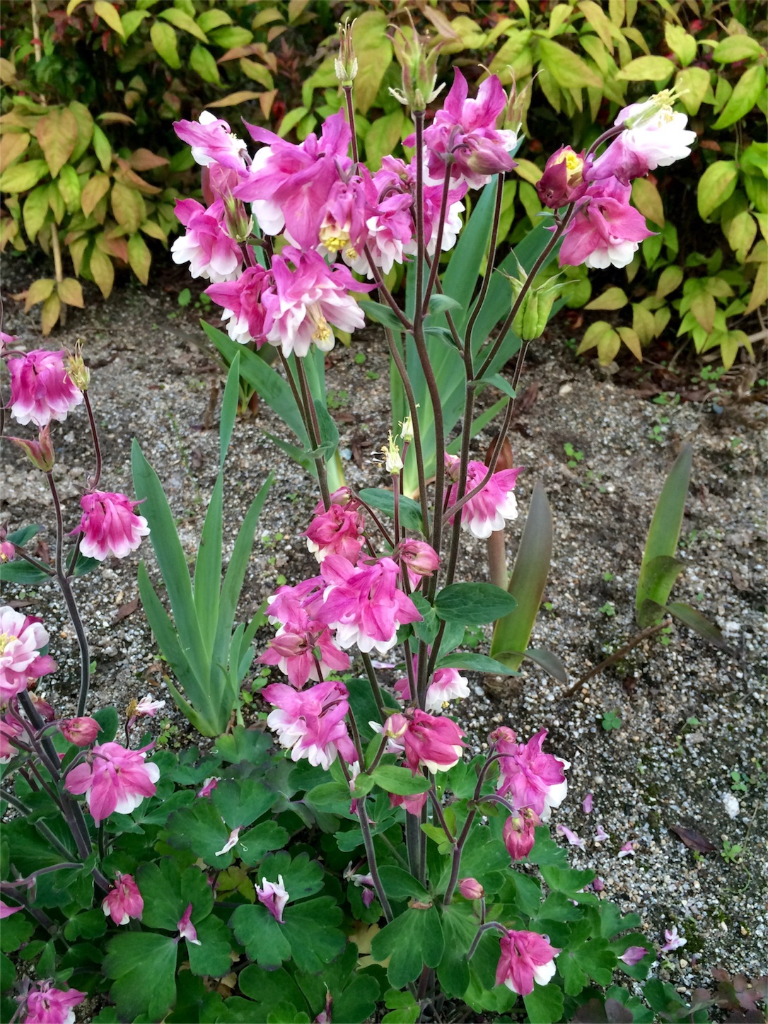 f:id:m-hatch:20160427223408j:image f:id:m-hatch:20160427223408j:image