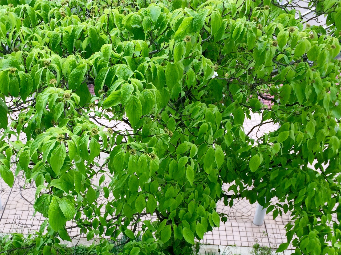 f:id:m-hatch:20160428225620j:image f:id:m-hatch:20160428225620j:image