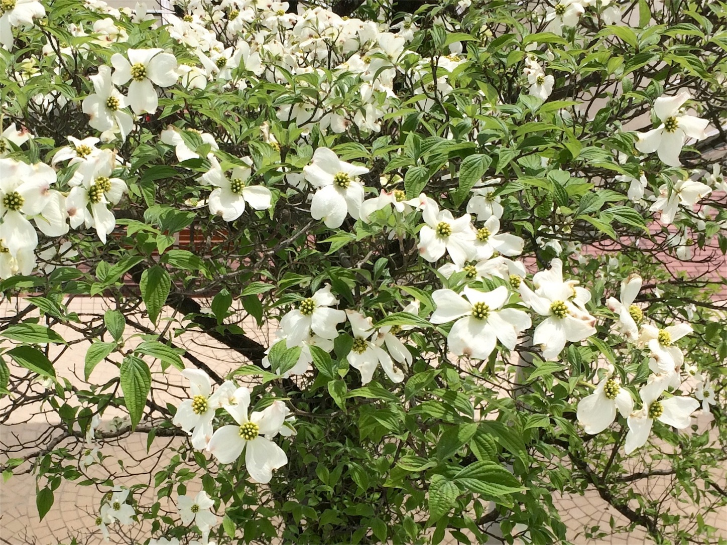 f:id:m-hatch:20160428225844j:image f:id:m-hatch:20160428225844j:image
