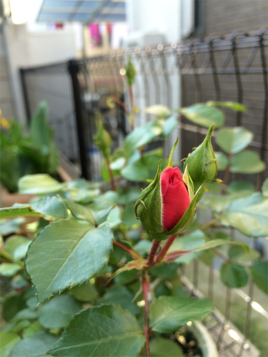 f:id:m-hatch:20160429223017j:image f:id:m-hatch:20160429223017j:image