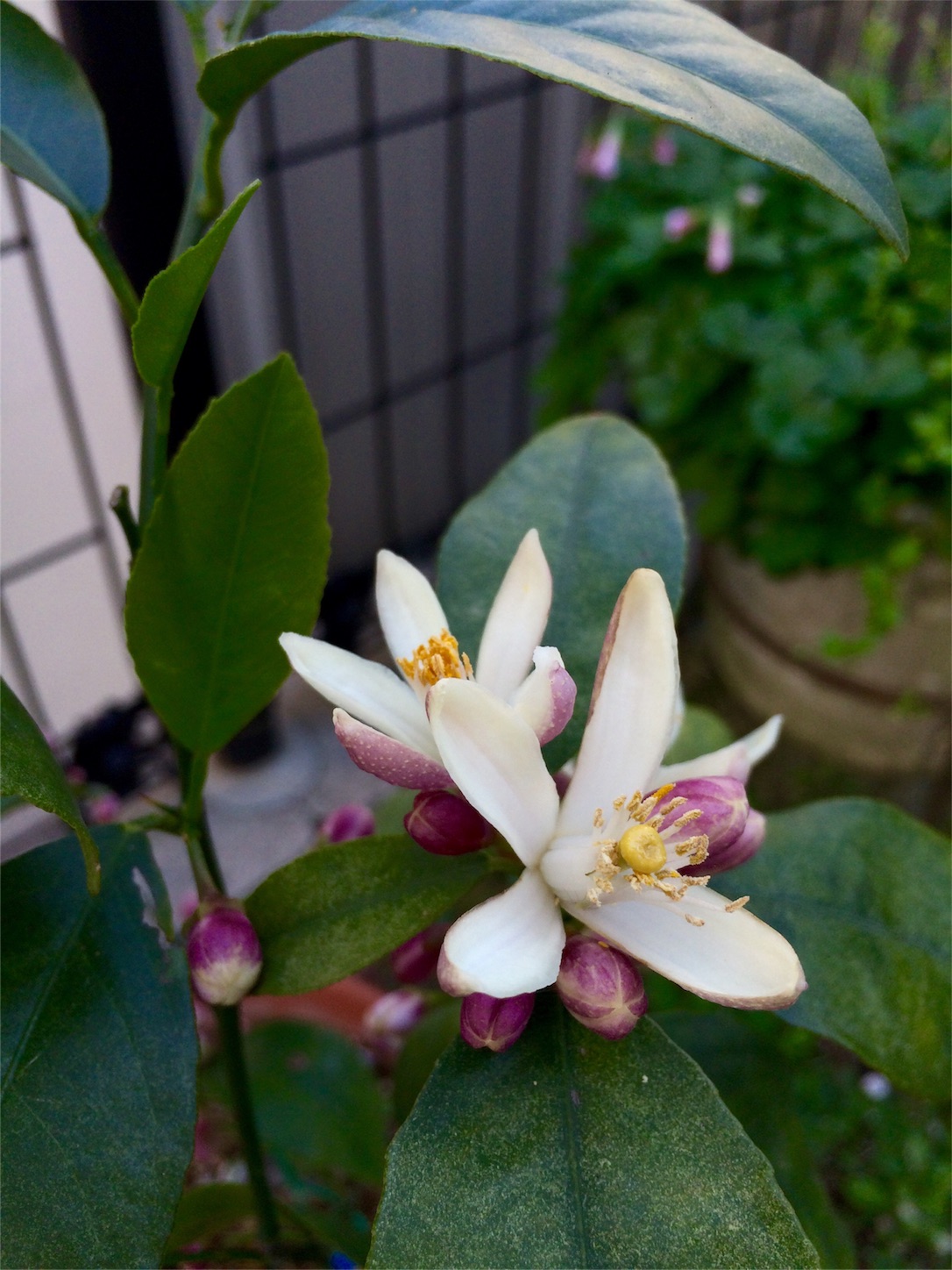 f:id:m-hatch:20160430225609j:image f:id:m-hatch:20160430225609j:image
