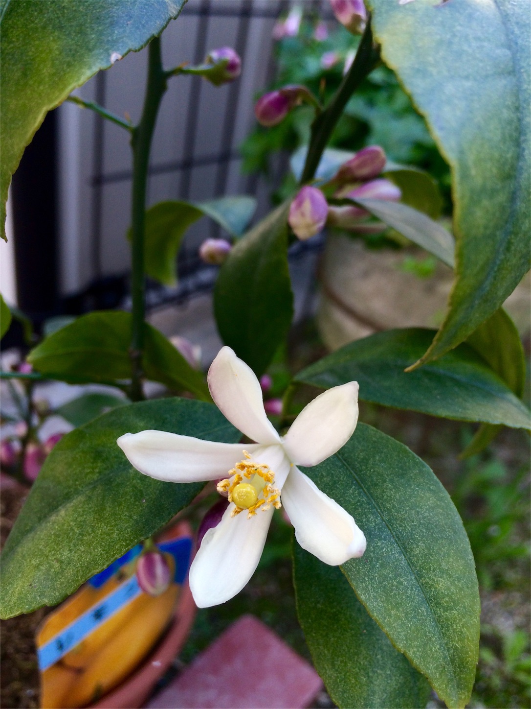 f:id:m-hatch:20160430225822j:image f:id:m-hatch:20160430225822j:image