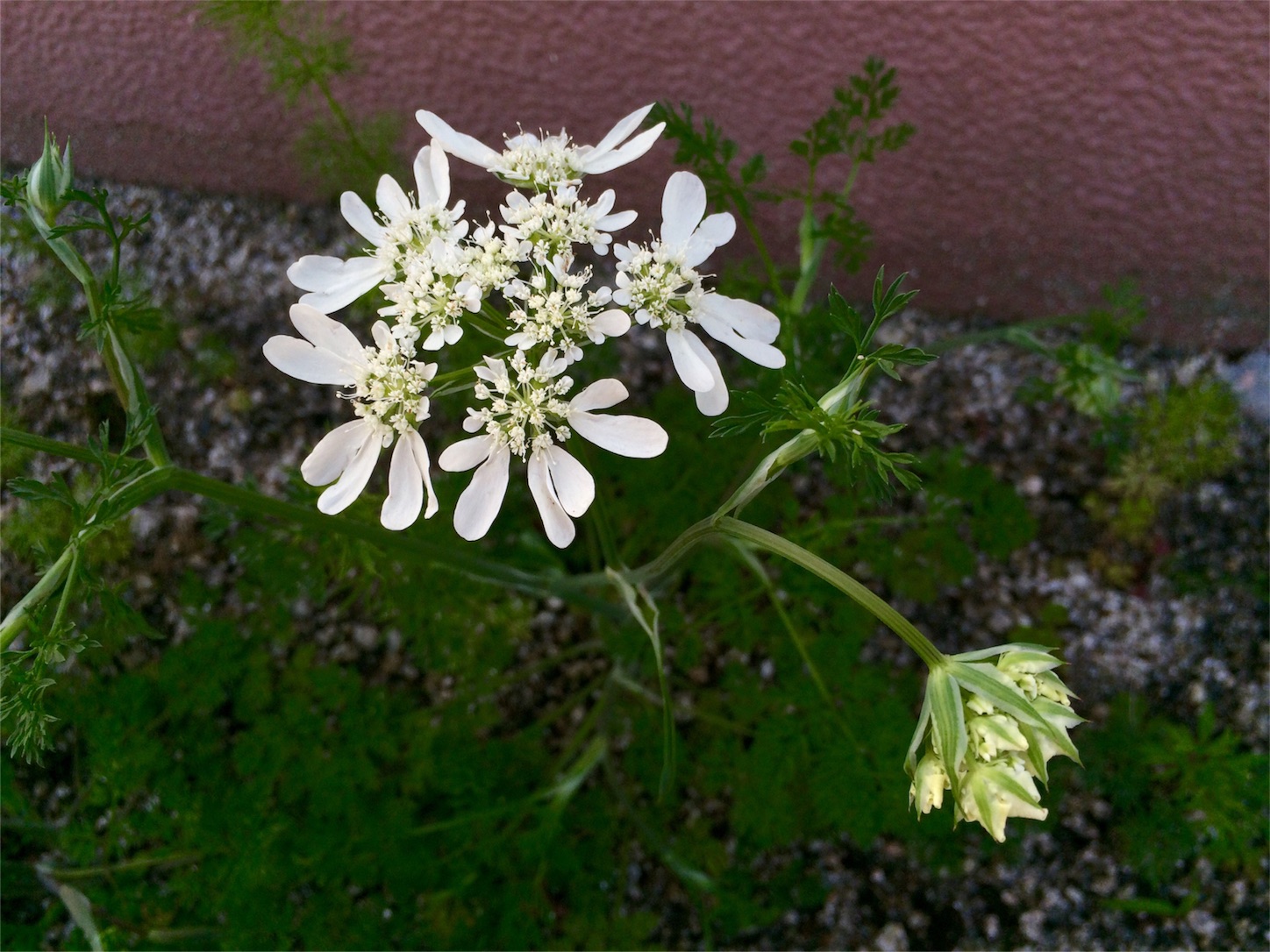 f:id:m-hatch:20160501001550j:image f:id:m-hatch:20160501001550j:image