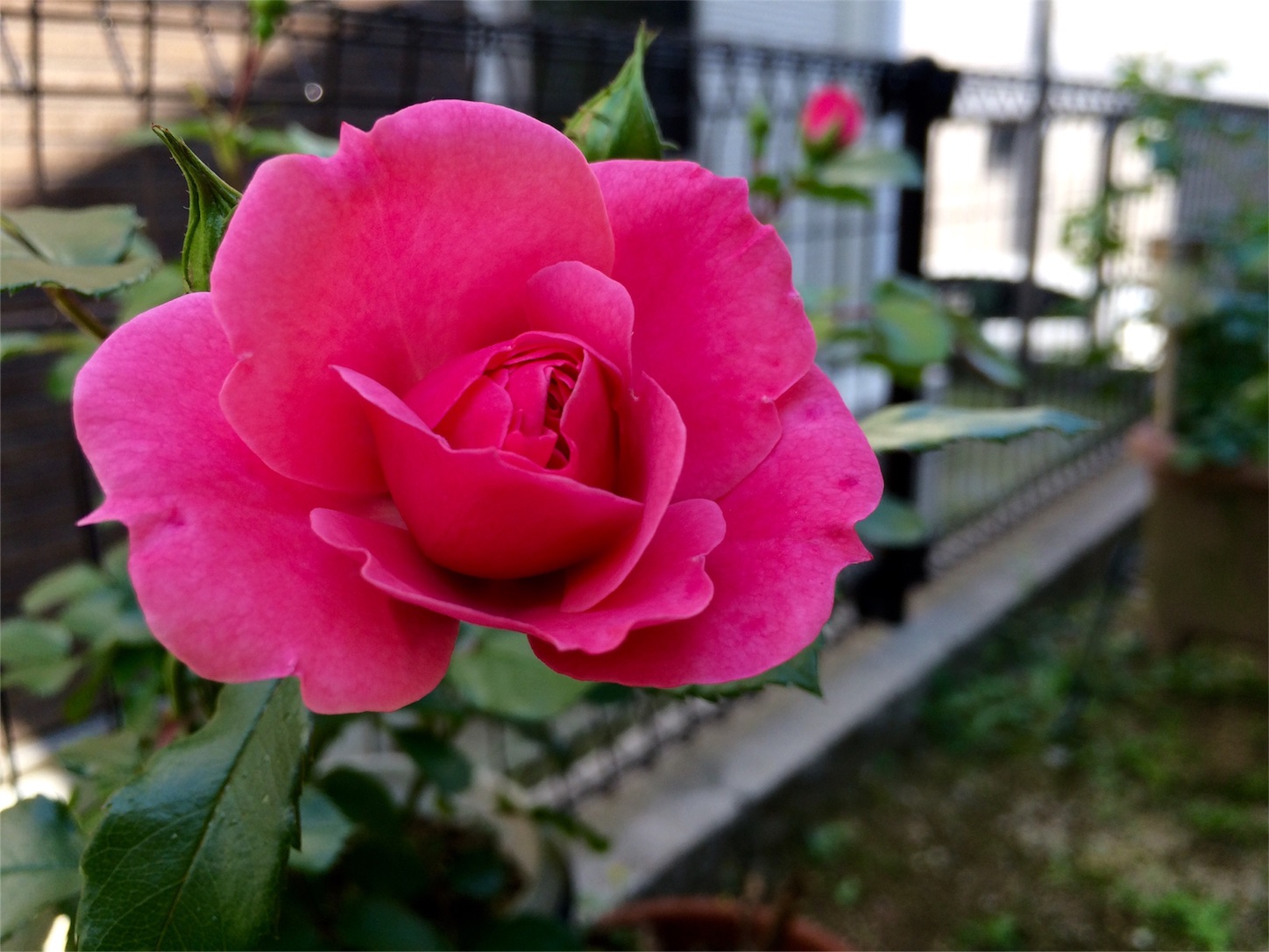 f:id:m-hatch:20160501233533j:image f:id:m-hatch:20160501233533j:image