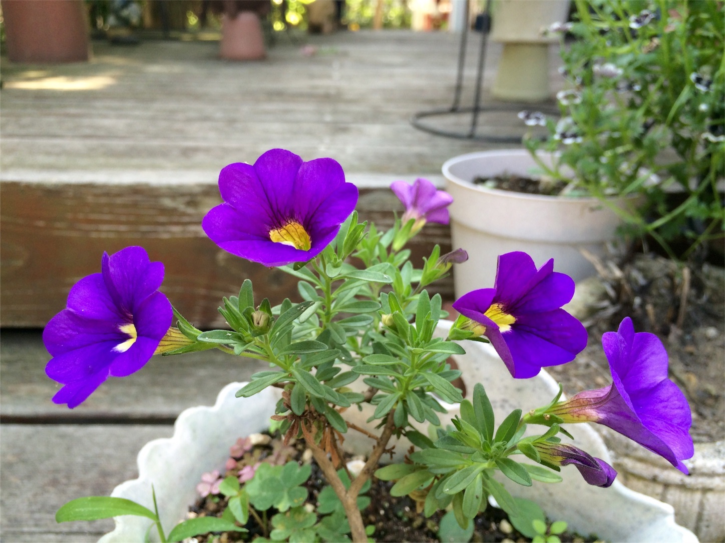 f:id:m-hatch:20160501234136j:image f:id:m-hatch:20160501234136j:image