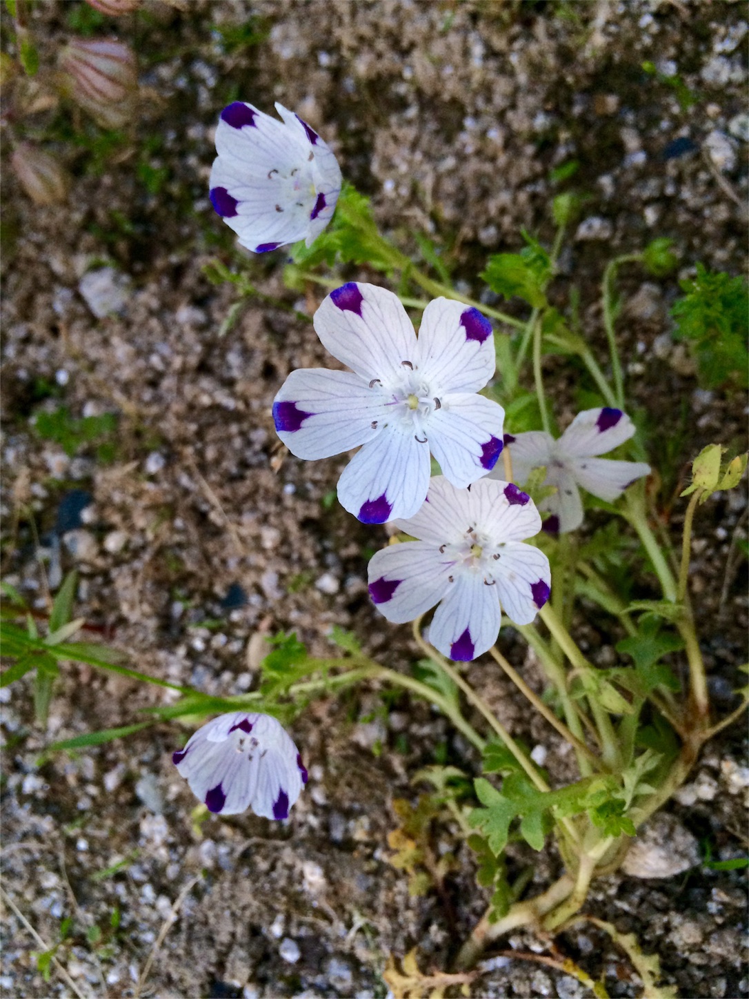 f:id:m-hatch:20160501234250j:image f:id:m-hatch:20160501234250j:image