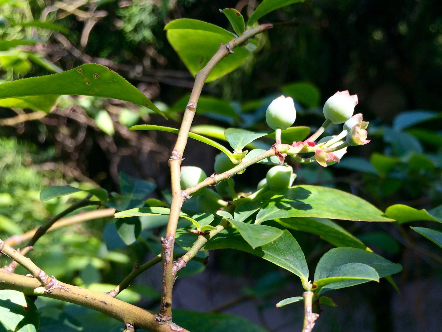 f:id:m-hatch:20160501234358j:image f:id:m-hatch:20160501234358j:image