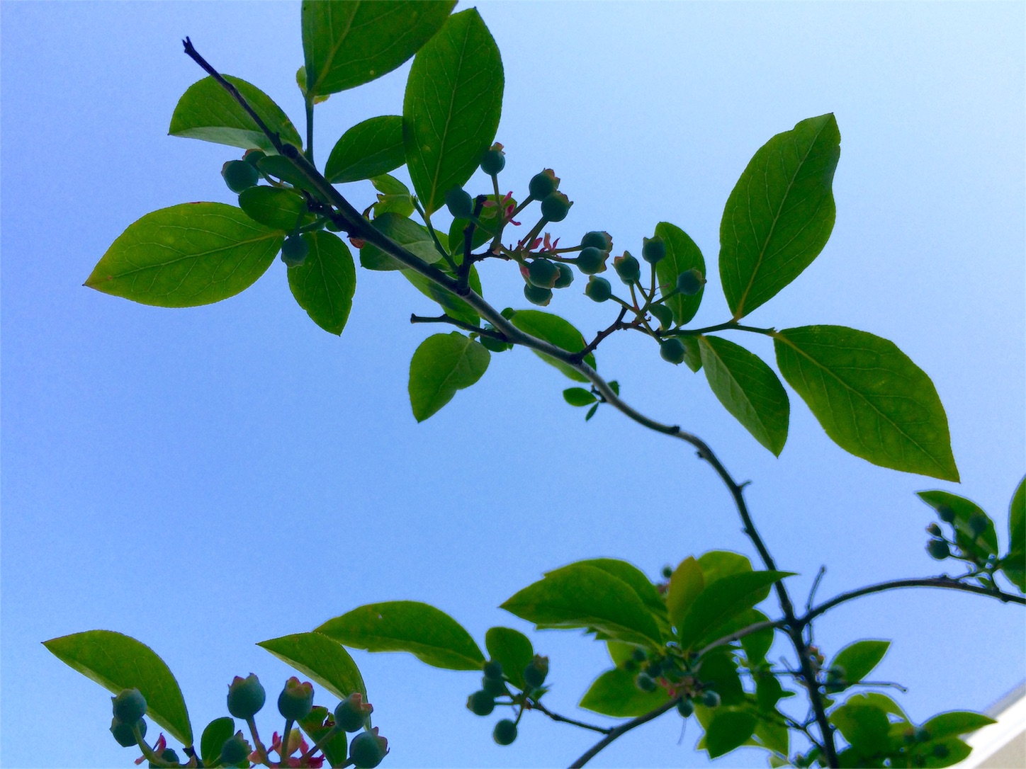 f:id:m-hatch:20160501234421j:image f:id:m-hatch:20160501234421j:image